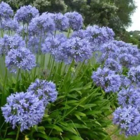 Agapanthus Blue Umbrella