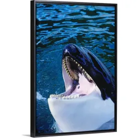 "'Orca' killer whale rising out of water" Black Float Frame Canvas Art