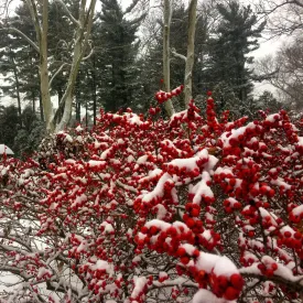 Winterberry (Female) - Ilex verticillata 'Nana'